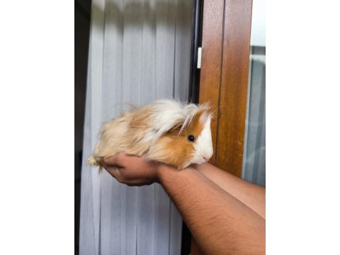 Acil otu ve peletiyle sahiplendirme ücretsiz ginepig