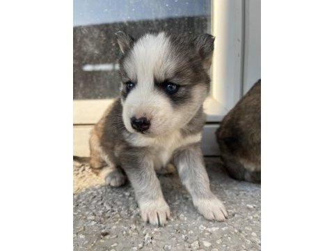 Muhteşem güzellikte husky yavrularımız yeni ailesini arıyor