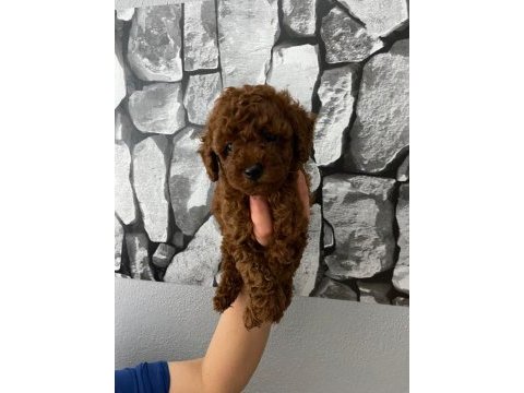 Evde bakılan sağlık ve ırk garantili poodle bebek