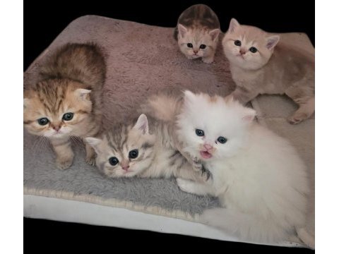 British shorthair bilgi özelden verilecek