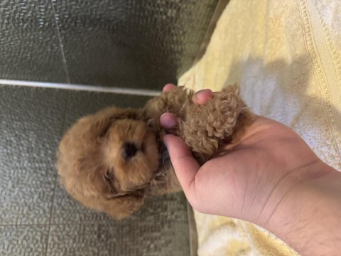 Çok güzel maltipoo bebekler