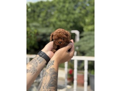 Exotic pet club farkıyla toy poodle