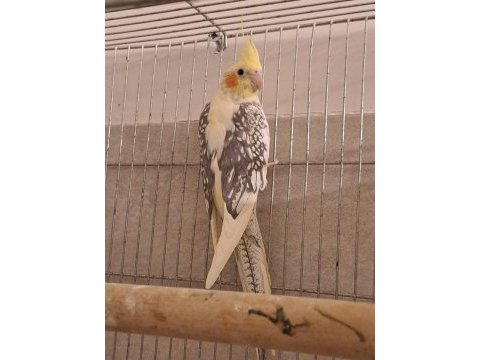 Damızlık pied çift sultan papağanı