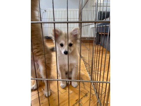 Pomeranian yavrular