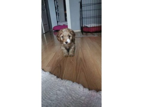 2.5 aylık maltipoo