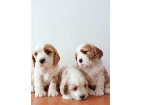 Safkan cavalier king charles yavruları