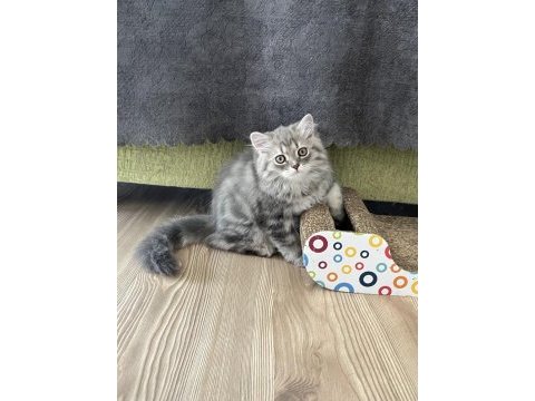 British silver longhair