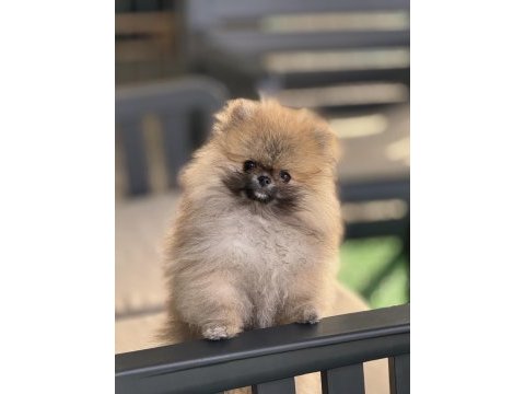 Orjinal ayı suratlı pomeranian boo yavruları