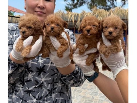Kore toy poodle yavrularımız 