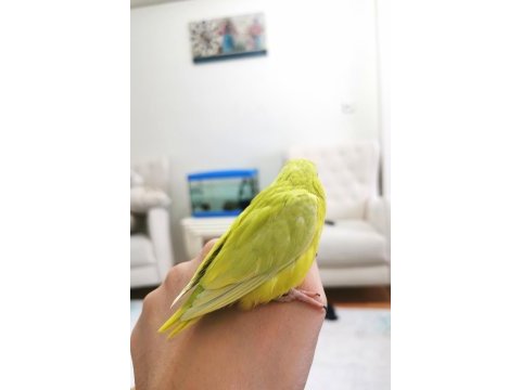 Forpus papağanı bebekleri