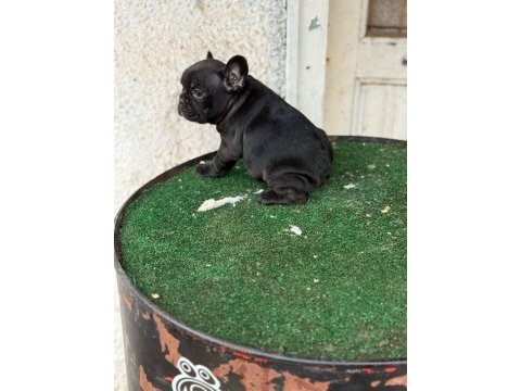 Fransız bulldog köpeğimiz