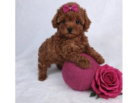 Toypoodle yavrularımız 