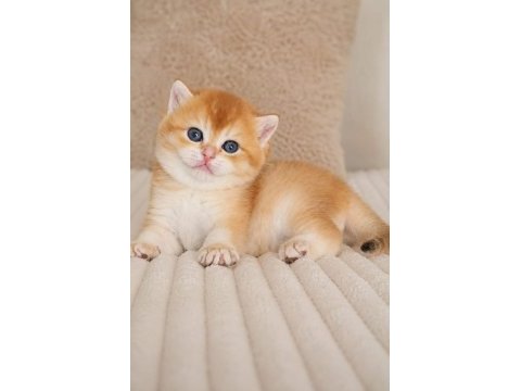 Turuncumu turuncu british shorthair