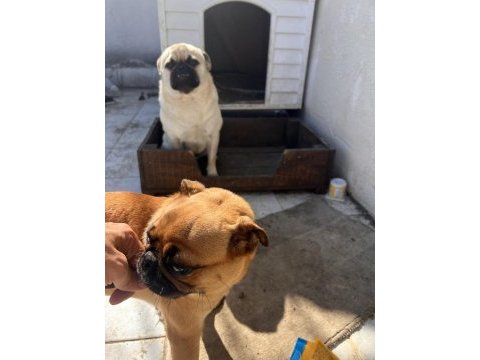 2 adet pug