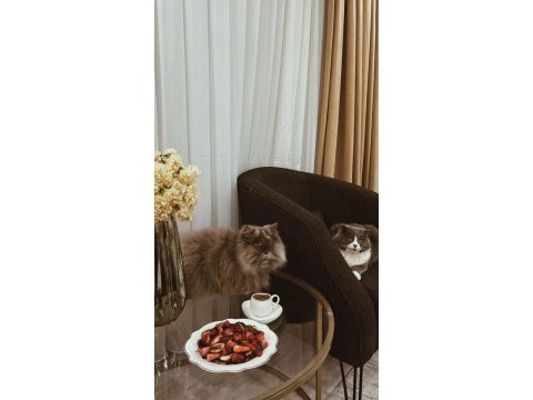 Tamamen ücretsiz sahiplendirme kedimiz