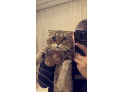 Tüm aşıları yapıldı 1 yaşında scottish fold