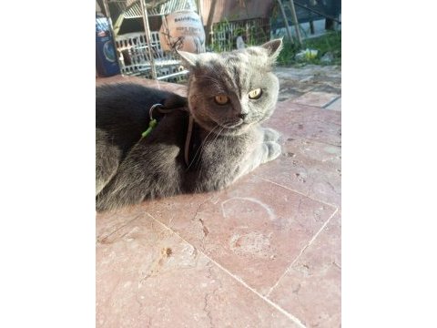 Alerji sebebiyle british longhair