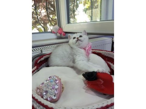 Silver shaded safkan british shorthair yavrular catteryden
