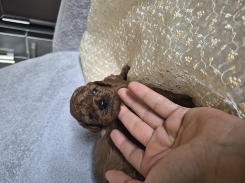 Toy poodle erkek yavrular