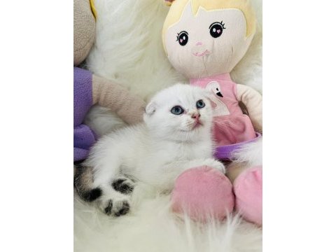 Sıfır kulak scottish fold dişi