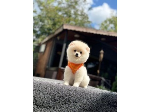 Sağlık ve ırk garantili pomeranianlarımız