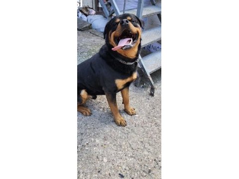 Safkan rottweiler sahiplendirme