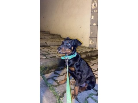 Safkan doberman