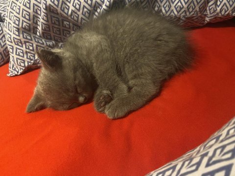Orjinal ev doğumlu british kedi