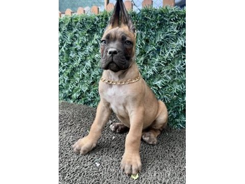 60 günlük cane corso yavrular