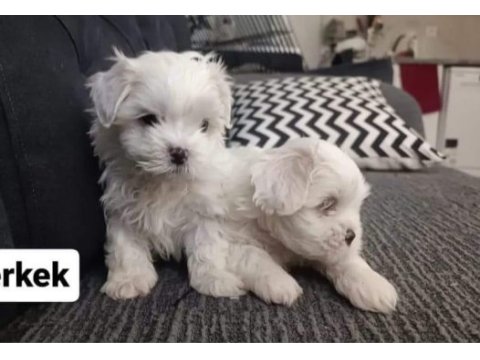 Maltese yavrular