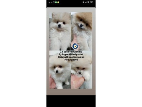 Pomeranian boo
