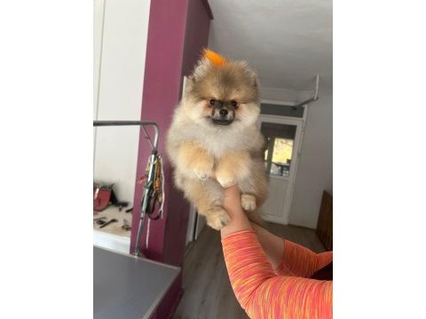 4 aylık yavru pomeranian boo