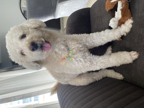 15 kg erkek kısır poodle büyük ork