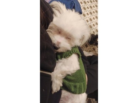 Sağlıklı maltese terrier 0 numara