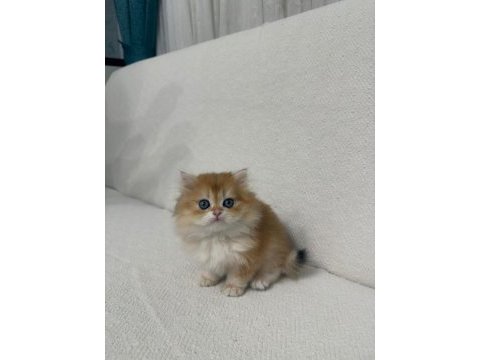 Golden british longhair