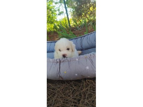 Maltes terrier