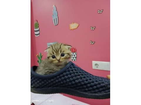 Tatlışımız yeni ailesini arıyor scottish fold