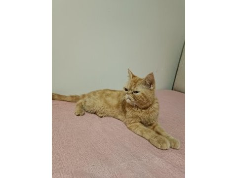 Dişi iran kedisi safkan