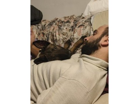 3 aylık safkan belçika malinois yavru