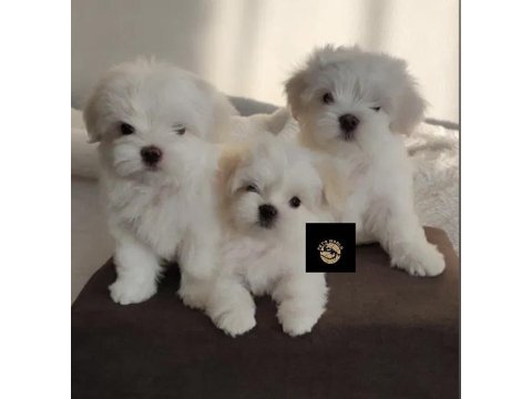 Pets world güvencesi ile maltese yavrularımız