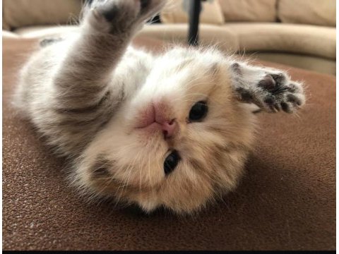 Dünya güzeli scottish fold bunlar