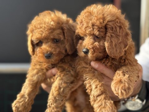 Petmode köpek çiftliğinden toy poodle yavrular