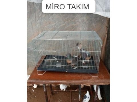 Miro takım güvercinler