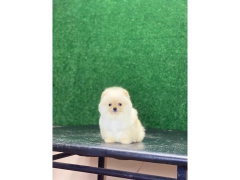 Pomeranian bebekleri
