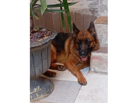 Şecereli anne ve babadan alman kurdu yavrular