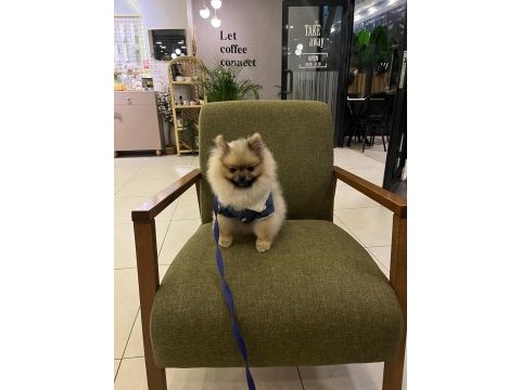 Pomeranian boo 9 aylık