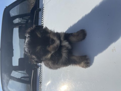 Veteriner hekimden 45 günlük pomeranian boo