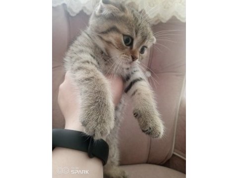 2 aylık scottish fold erkek
