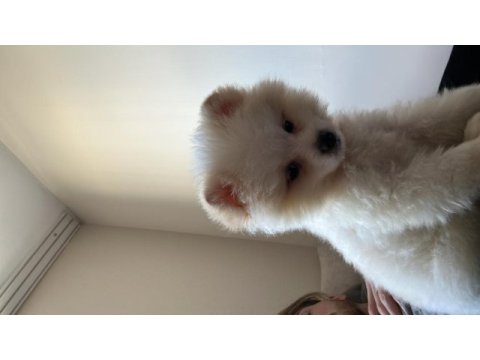 Sakarya pomeranian 5 aylık (erkek)