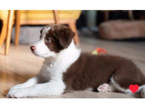 Çok iyi border collie yavruları istanbul